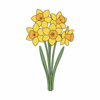 Beyaz, Düz Renkli Botanik EPS Resimleri Üzerine Nergis Çiçeği Vektörü