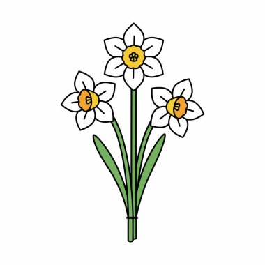 Beyaz, Düz Renkli Botanik EPS Resimleri Üzerine Nergis Çiçeği Vektörü