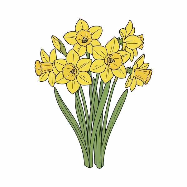 Beyaz, Düz Renkli Botanik EPS Resimleri Üzerine Nergis Çiçeği Vektörü