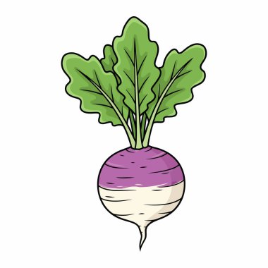 Şalgam Vektör Sanatı Pazar ve Mutfak Kullanımı için Doğal Sebze Resmini İzole Etti