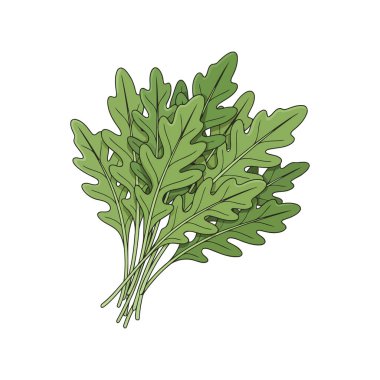 Taze Arugula Vektör İllüstrasyonu Basit Beyaz Arkaplanda Yeşil Yapraklı Sebze