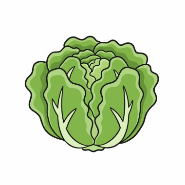 Marul Vektörü İllüstrasyonu Beyaz Arkaplanda Taze Yeşil Yapraklı Sebze