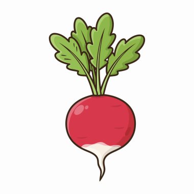 turp taze sebze karikatürü vektör çizimi grafik tasarımı