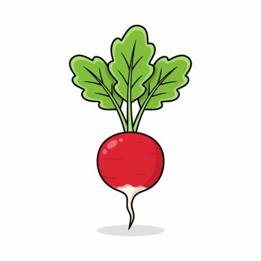 Turp, sebze, sağlıklı yiyecek. Taze Kırmızı Turp Sebze Çizimi