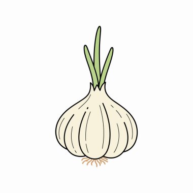 Sarımsak Vektörü İllüstrasyonu Beyaz Arkaplanda Taze Sarımsak Ampulü