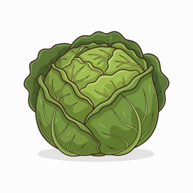 Beyaz arkaplan vektöründe izole edilmiş taze lahana sebzesi.