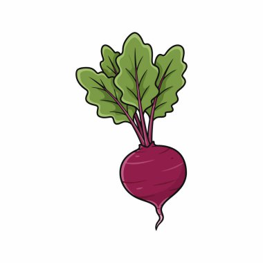 Pancar Vektörü İllüstrasyonu Beyaz Arkaplanda Taze Kırmızı Kök Sebze
