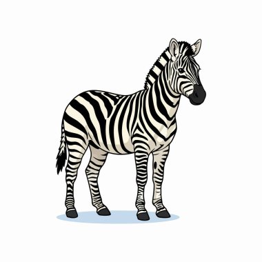 zebra vektör çizim