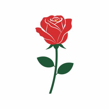 Beyaz arka planda yeşil yapraklı kırmızı gül çiçeği.