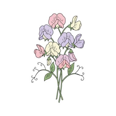 Tatlı bezelye çiçekleri ve yapraklar