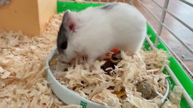 Yumuşak bir hamster, ahşap talaşı ve konforlu bir saklanma yeri ile dolu temiz kafesini keşfederken bir parça yiyeceği tıkınıyor. Bu sevimli hayvanın neşeli ortamını izleyin..