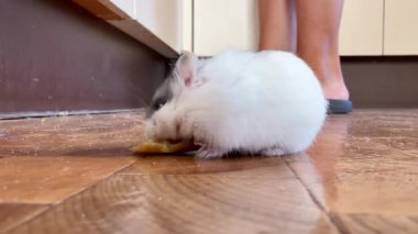 Küçük tüylü bir hamster, rahat bir mutfağın ahşap zeminini keşfederken gevrek bir atıştırmalığı zevkle yer. Güneş ışığı odayı doldurur ve sıcak bir atmosfer yaratır..