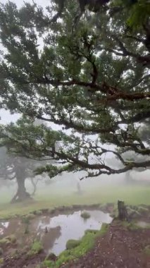 Madeira 'daki büyülü Fanal ormanında dolaşın. Antik ağaçların sisin içinden yükseldiği yerde. Huzurlu atmosferi ve yemyeşil suları hissedin..