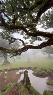Mistik Madeira Fanal Ormanı 'nda dolaşın. Sis ve yemyeşil yemyeşil ile çevrili sakin bir göletin üzerinde yosunlarla kaplanmış eski ağaçların yükseldiği yerde. Bu huzurlu doğal ortamın tadını çıkar..