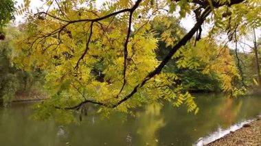 Parlak sarı yapraklar, sakin bir parkta sonbahar esintisini yakalarken sallanırlar. Durgun su, çevreleyen ağaçların ve yaprakların canlı renklerini yansıtır..