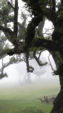 Madeira 'daki ürkütücü ve güzel Fanal Ormanı' nda dolaş. Yaşlı ağaçlar yoğun bir sis ile örtülmüş bulutlu bir sabahta gerçeküstü ve büyülü bir manzara yaratıyorlar..
