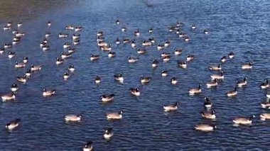 Kanada kazlarından oluşan büyük bir grup güneşli bir günde Ontario Gölü 'nün sakin sularında yüzer ve dinlenir. Birçok kazın yüzdüğü ve bazılarının dalış yaptığı görüldü..