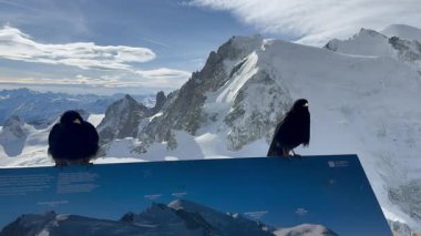 İki Alp Choughs, Chamonix Fransa 'nın açık bir günde karla kaplı zirvelerine bakan bir tabela üzerinde..