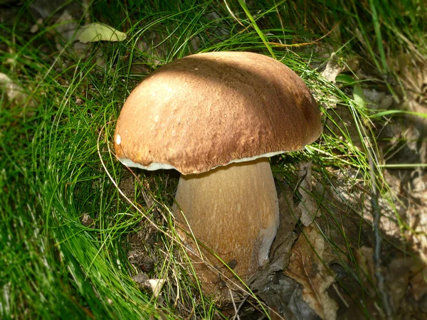 Um cogumelo de bolete de baía em grama — Fotografia de Stock