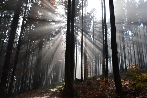 Sunlight in the forest — Stock Photo, Image