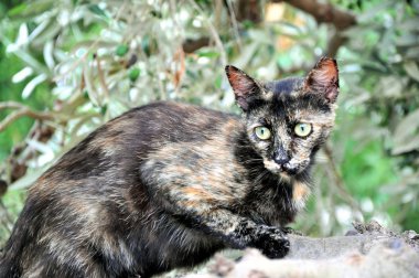 Benzersiz kedi (Belki biraz korkutucu) bir zeytin ağacı üzerinde