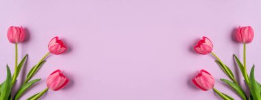 Mor arka planda pembe lale çiçekleri. Selam kartı, 8 Mart, Kadınlar Günü, Anneler Günü, Doğum günün kutlu olsun, Paskalya, Sevgililer Günü. Geniş çiçek pankartı, üst manzara. Tatil için güzel laleler çiçek süslemesi