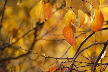 Sonbahar yaprakları açık havada uzayı kopyalıyor. Güzel sonbahar doğa arka planı.