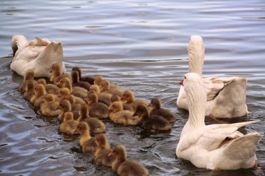 Ördek ve ördek yavruları