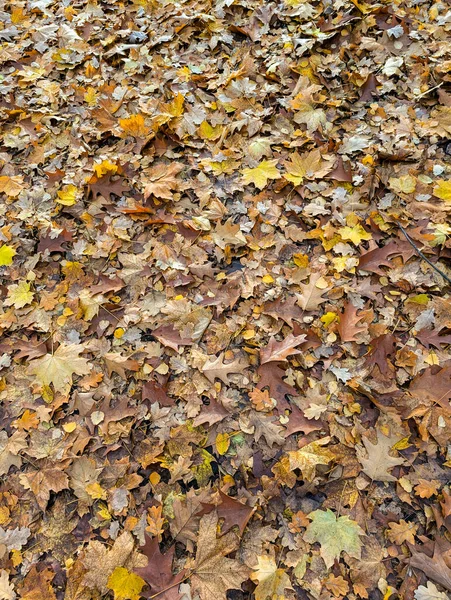Kuru Sonbahar Yaprakları Sarı ve Kahverengi Tonlar ile Ormanı Kaplar Doğal Yaprak Dokusunu Oluşturur