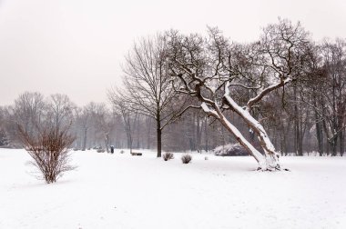 Kar, çıplak ağaçlar ve sakin kış atmosferiyle kaplı park manzarası. Bulutlu Gri Gökyüzü