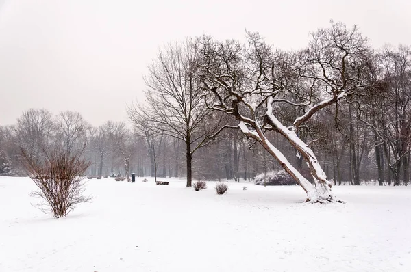 Kar, çıplak ağaçlar ve sakin kış atmosferiyle kaplı park manzarası. Bulutlu Gri Gökyüzü