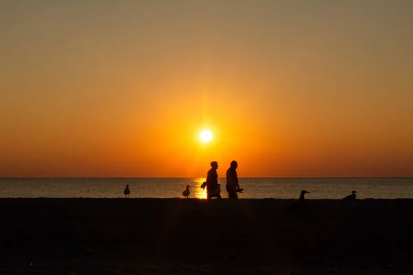 Silhouette Of Elderly Couple Walking On Beach Surrounded By Seagulls At Sunset With Orange Sky Over. Calm Seascape, Romantic Summer Evening Walk. Beach Vacation