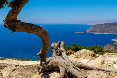 Derin Mavi Deniz 'in üzerindeki bükülmüş Kıyı Ağacı ve Rodos' taki Rocky Kayalıkları. Doğa manzarası. Dayanıklılık Sembolü