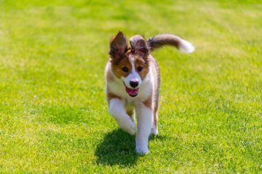 Yeşil çimlerde koşan neşeli köpek yavrusu, mutlu köpek.