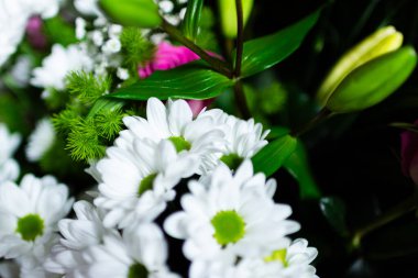 Yeşil Yapraklı Beyaz Papatya Çiçekleri, Taze Çiçek Geçmişi