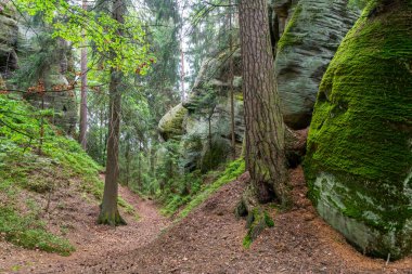 Yosunlu kayalar ve ağaçlar arasındaki orman patikası Doğa yürüyüşü vahşi doğa gezisi