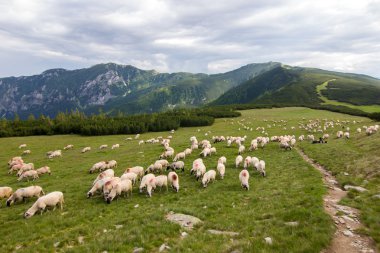 Koyun sürüsü Alpin çayırlar üzerinde
