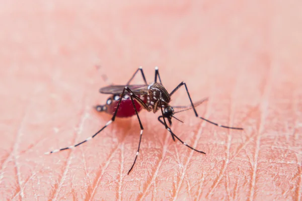 Stäng upp Myggan suger blod på mänsklig hud, mygga är bärare av Malaria — Stockfoto