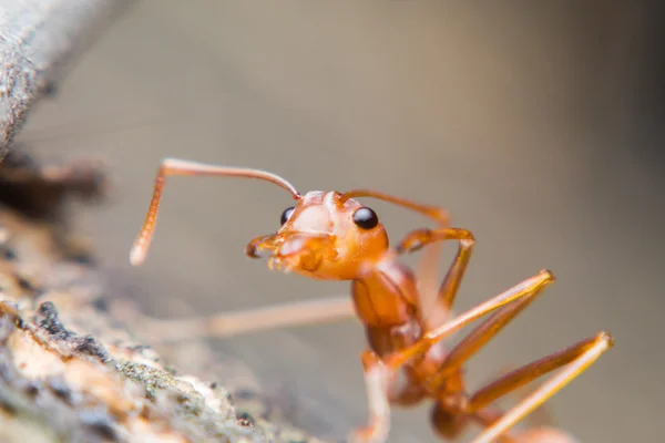 Close up of Red ant on the tree — Stock Photo, Image