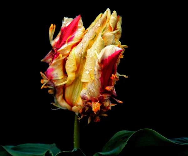 夏の花チューリップ — ストック写真