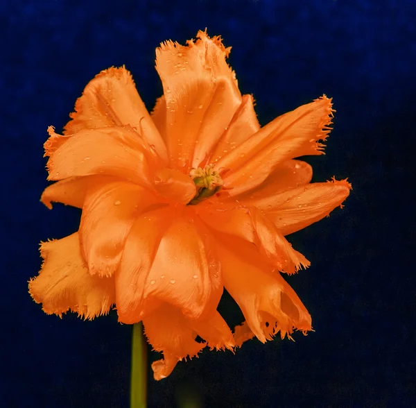 Fleurs d'été tulipes — Photo