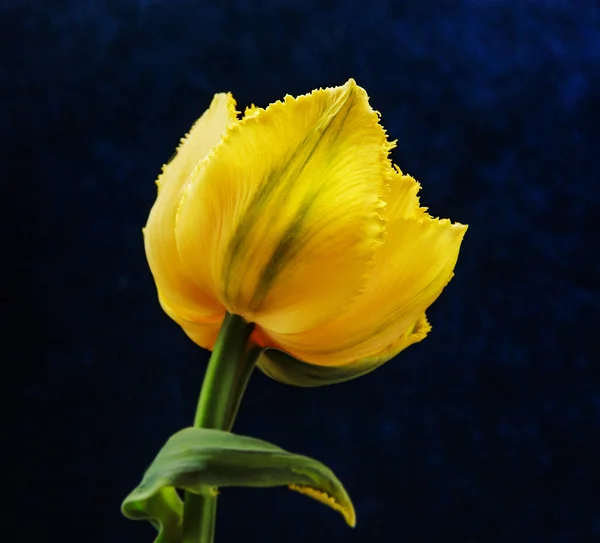 Nyári virágok-tulipán — Stock Fotó