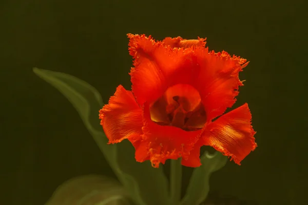 Fleurs d'été tulipes — Photo