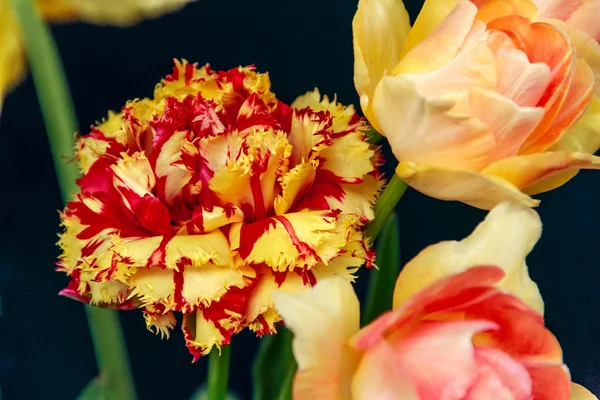 Fleurs d'été tulipes — Photo