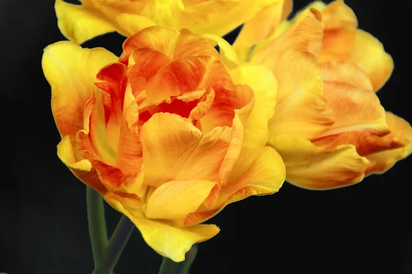 Летние тюльпаны — стоковое фото