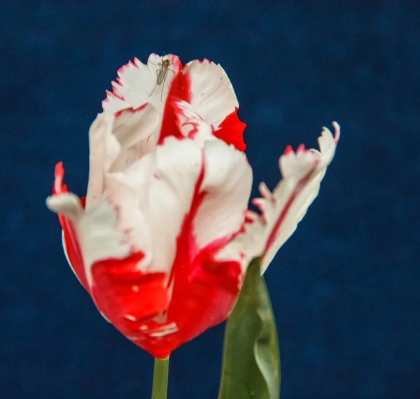 Fleurs d'été tulipes — Photo