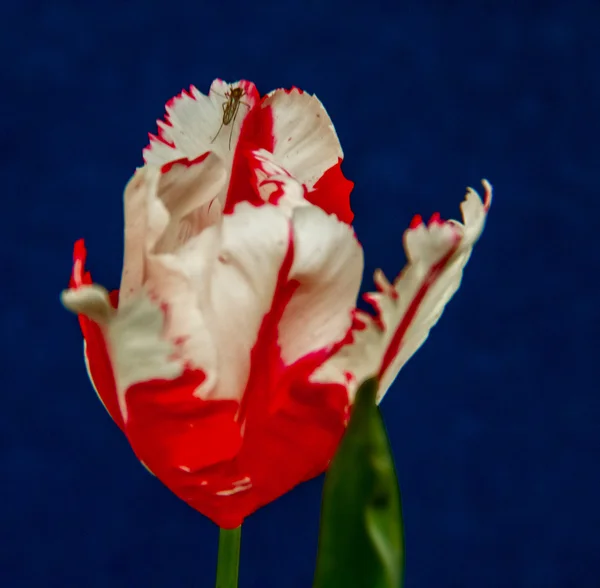 Fleurs d'été tulipes — Photo