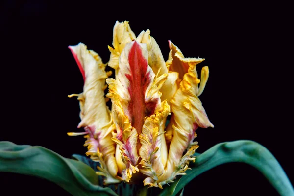 Fleurs d'été tulipes — Photo