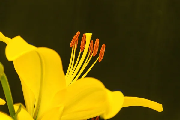 Flores de verão lírio — Fotografia de Stock