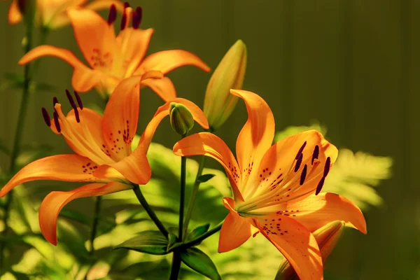 Літні Квіти лілії — стокове фото